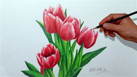 How To Draw A Flower With Simple Colored Pencils Tulip YouTube