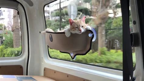 If the pet cries or shows stress, you may be moving too fast for him. Cat Hammock in Car - YouTube