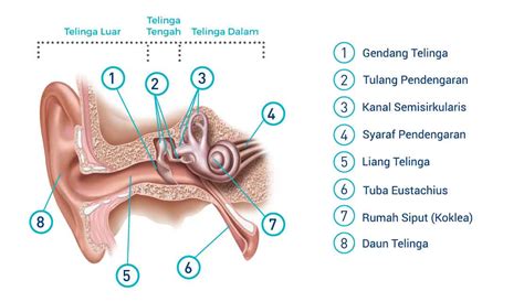 Anatomi Telinga Dan Bagian Bagiannya Kenali Tubuhmu Images And Photos