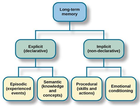 Long Term Memory In Psychology Types Capacity And Duration