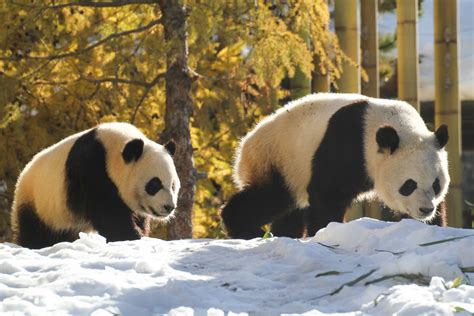 Calgary Zoo Unveils Giant Panda Habitat