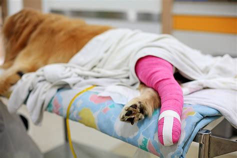 Look at the pad and see if there are any cuts, swellings, or loss of skin. Is There a Link Between Knee Surgery and Cancer in Dogs?