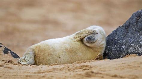 Grey Seal Pup Resting On A Beach In Blakeney National Nature Reserve