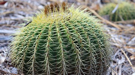 The mojave fishhook cactus ( s. Image of Golden Barrel Cactus | Images Flowers Plants