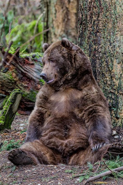 Happy Brown Bear Sitting By A Tree Wildlife Fine Art Photography Print