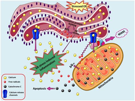 A Loop Of Oxidative Stress Er Stress Leading To Inflammation During