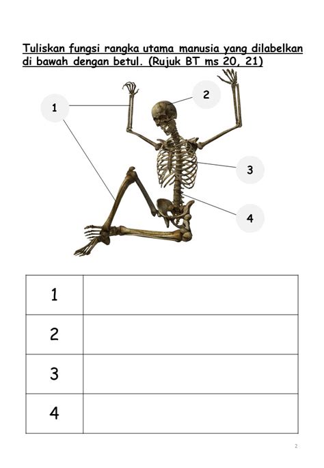 Sistem Rangka Manusia 2.1.1