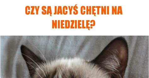 Crushed into creative wordpress solutions, virtually able to do almost any project based on this cms (if interesting enough). Czy są jacyś chętni na niedzielę? memy, gify i śmieszne ...