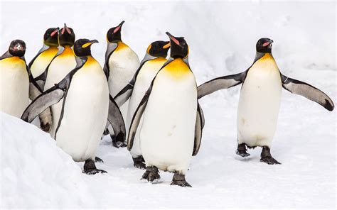 Download King Penguin Bird Animal Penguin 4k Ultra Hd Wallpaper