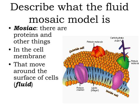 Animal cells have large vacuoles true or false. PPT - Cell Structure and Function Review PowerPoint ...