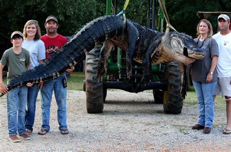 The Largest Alligator Ever Recorded Stokes Alligator