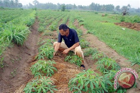 Cara baru tanam ubi kayu agar berbuah banyak dan besar ini trik nya selamat datang di canel kami yang berisi. Petani Lampung Timur Tanam Singkong - Berita Lampung terkini