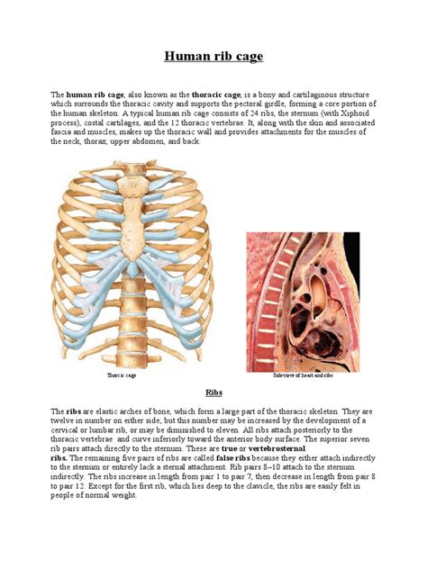 The rib cage is the arrangement of ribs attached to the vertebral column and sternum in the thorax of most vertebrates that encloses and protects the vital organs such as the heart, lungs and great vessels. Human Rib Cage | Thorax | Human Anatomy