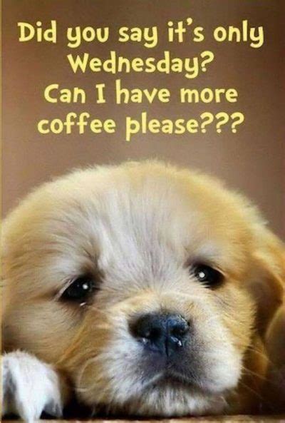 Collection : 85 Funny Wednesday Quotes, Sayings, Pics, and Images
