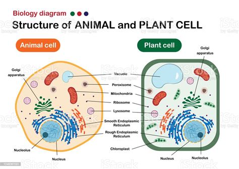 The Diagram Of Animal Cell And Plant Cell : What Are The Differences