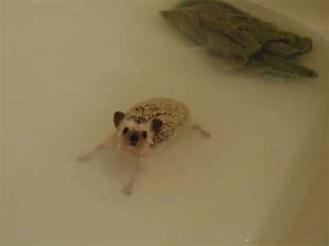 1280 x 720 jpeg 52 кб. Bath time for Popple the Hedgehog - YouTube