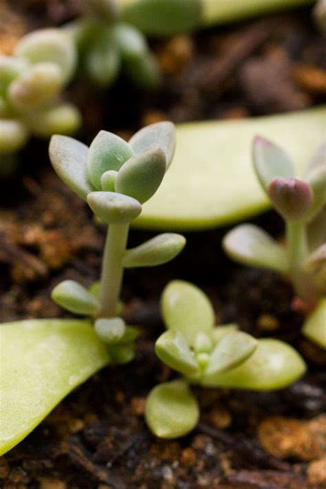 How to root succulent plants with leaf or stem cuttings. Growth, care and propagating succulents and other cacti ...