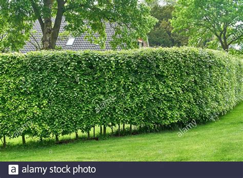 Hornbeam Hedge In Spring Carpinus Betulus Stock Photo In 2020