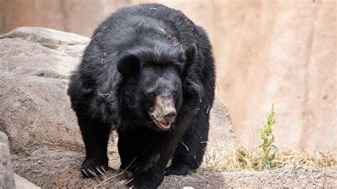 Asiatic Black Bear Dies At Cheyenne Mountain Zoo