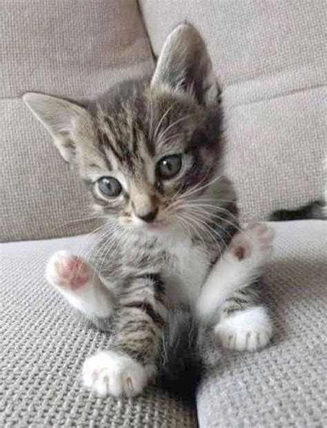 Free Kittens Near Me For Adoption : Cats for Adoption: Kitten Names and