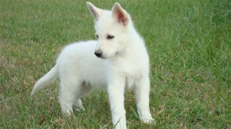 Big German Shepherds: Pictures Of White German Shepherd Puppies