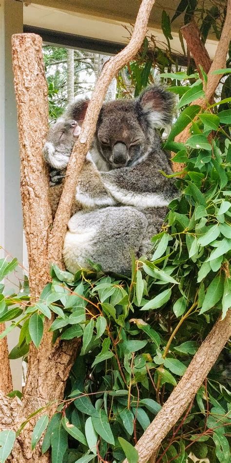 Voyagercommechat J21 32 Lone Pine Koala Sanctuary Brisbane