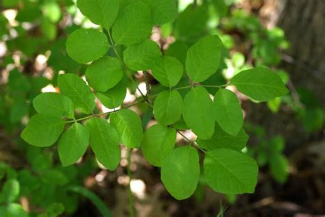 Texas Ash Tree Leaves Flourless Journal Efecto