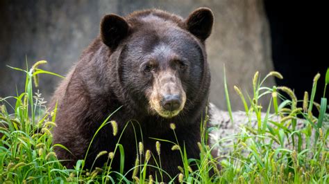 Black Bear The Houston Zoo