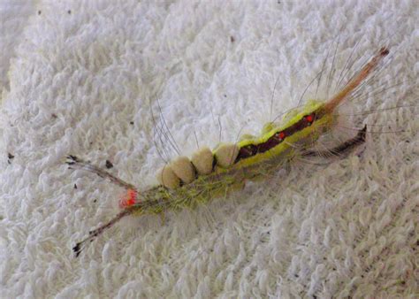 Here is a good shot of a white spotted tussoc moth. white-marked tussock moth caterpillar | Our Daily ...