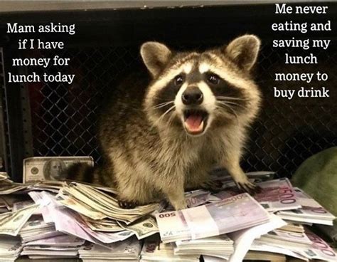 14 Funny Raccoon Memes That Will Make Your Day Petpress