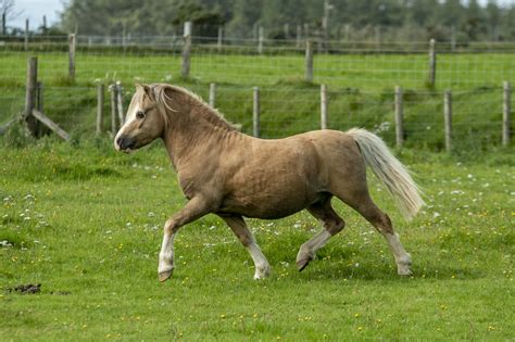 Our Stallions Welsh Mountain Ponies Moelbanc Stud