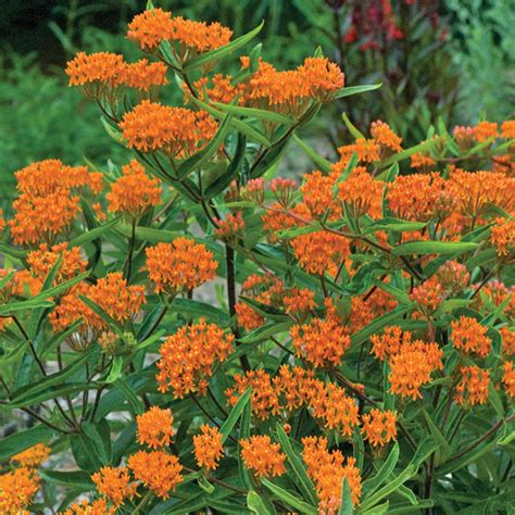 Check spelling or type a new query. Asclepias Tuberosa, Sun and Partial Sun Perennials: Roots ...