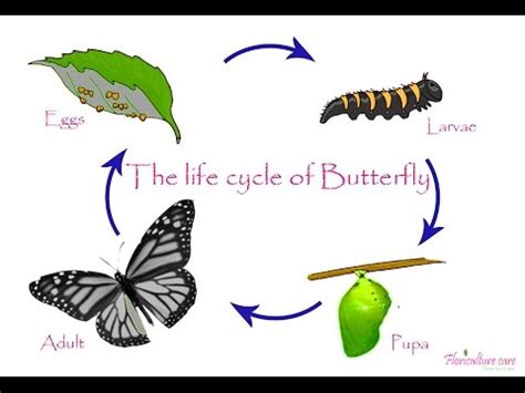 Explain that butterflies go through a growing process during which their appearance changes. Life Cycle of Butterfly - YouTube