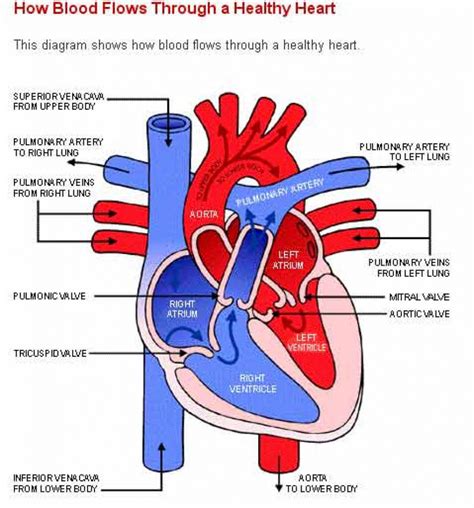 Heart Diagram Sketch At Explore Collection Of