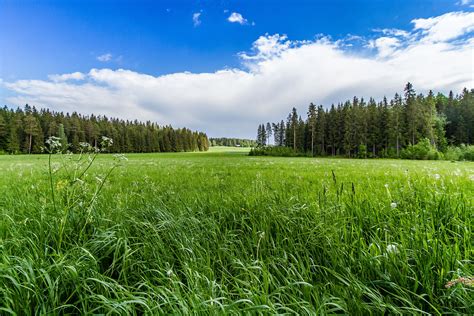 Field Grass Forest Trees Sky Landscape Wallpapers Hd Desktop And