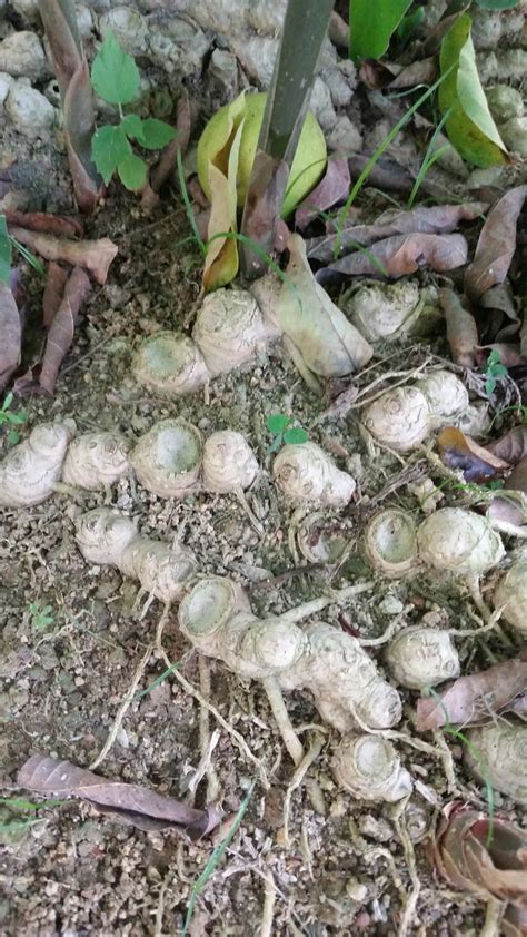 Jul 26, 2021 · read more sambal lempuyang / tak perlu ragu pilih penginapan saat liburan karena ada. Warisan Petani: Pokok Lempuyang.