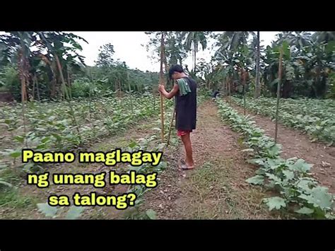 Paano Mag Lagay Ng Unang Balag Sa Talong Calixtof Youtube