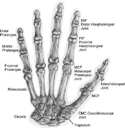 The backbone is made up of the bones, muscles, tendons, and other tissues that reach from the base of the skull to the tailbone. The bones and joints of the human hand Fig. 3. Palm ...