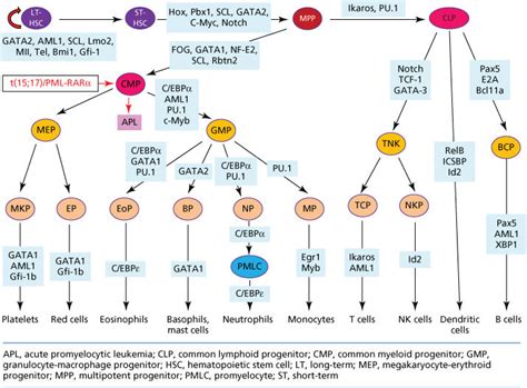 Differentiation Therapy Oncohema Key