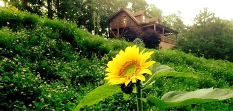 Find cabins eureka springs arkansas. Eureka Springs Cabin Rentals in the Arkansas Ozarks with ...