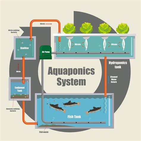 What Is Aquaponics The Complete Guide Small Scale Gardener