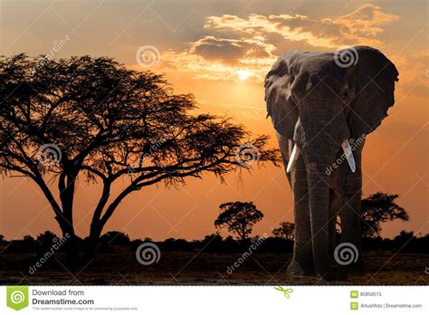 Africa Sunset Over Acacia Tree And Elephant Stock Image