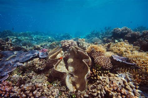 Enter your dates to find available activities. Cheapest Great Barrier Reef Tour in Cairns | Snorkel 2 ...