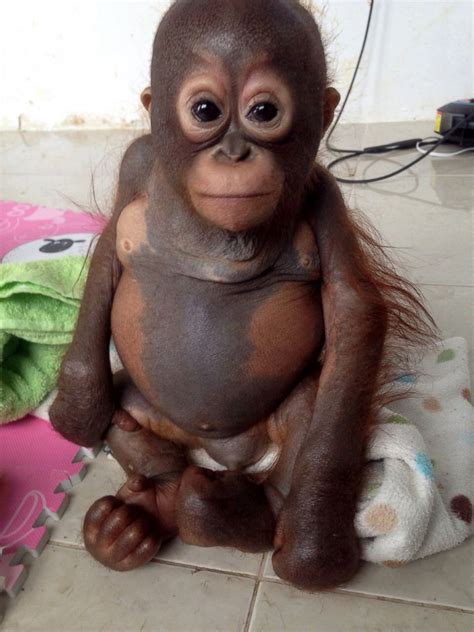Whether feeding your newborn by breast or a bottle, you may be stumped as to how often to do so. Baby Orangutan Named Budi Thrives After Rescue Picture ...
