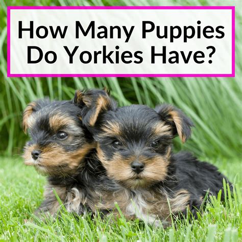 Top 8 How Many Puppies Can Yorkie Have 2022