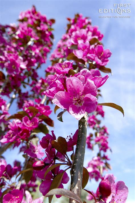 Small tree or large shrub with showy late spring flowers; Gladiator™ is an excellent ornamental crabapple tree that ...