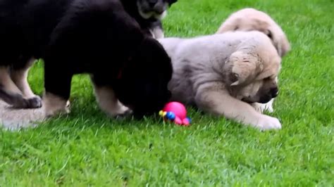 Spanish Mastiff Puppies Spanish Mastiff Easy To Follow