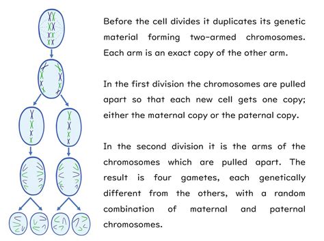 Meiosis Slides And Worksheet Gcse Biology Aqa Teaching Resources