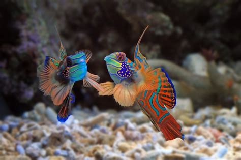 Free Photo Beautiful Color Mandarin Fish Colorfull Mandarin Fish