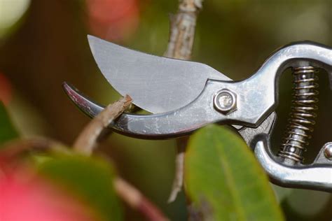 Rhododendron schneiden richtschnur wann und wie es geli. Rhododendron schneiden: Wann & wie? - Plantura